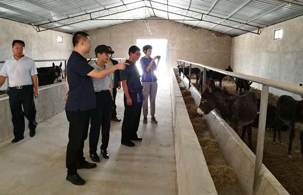 佛慈制藥仁和養(yǎng)驢基地xg.jpg