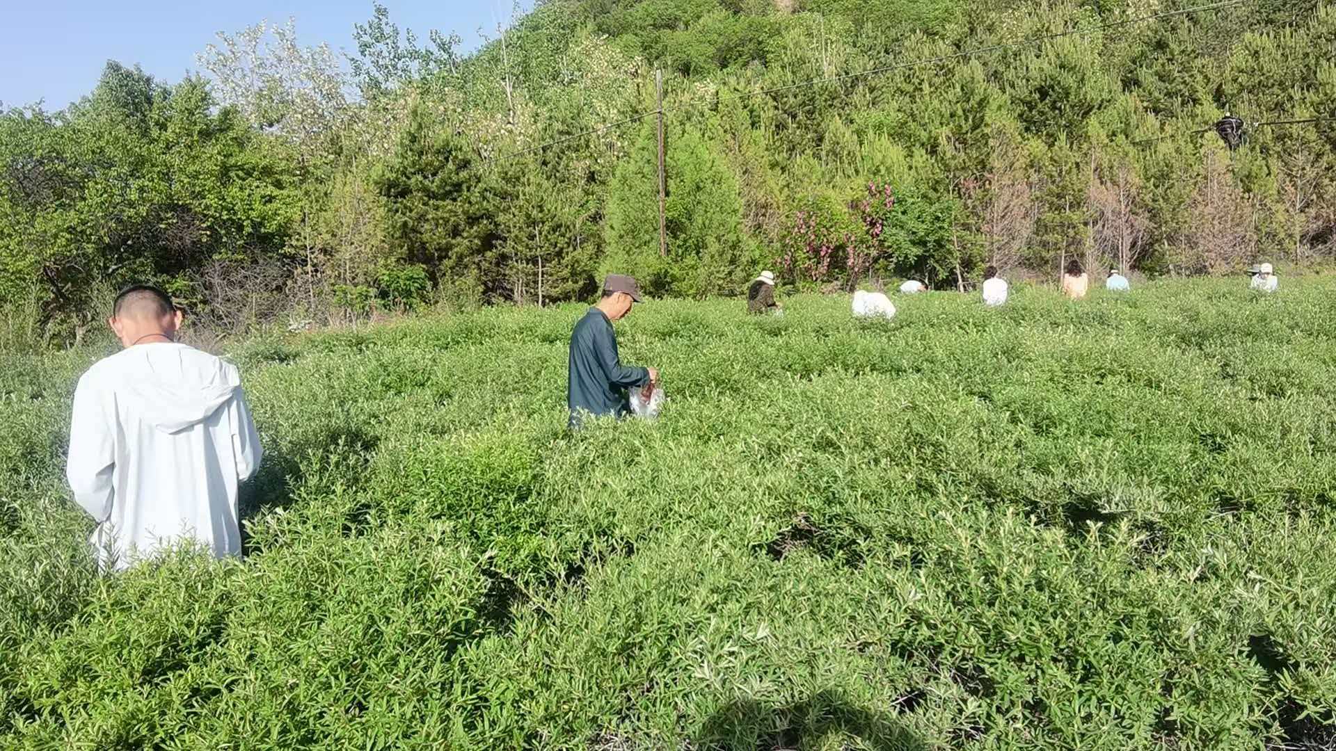 圖一.jpg